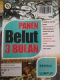 PANEN BELUT 3 BULAN